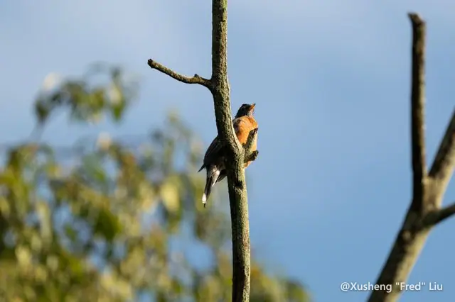 Wildlife photographed at Frick Park