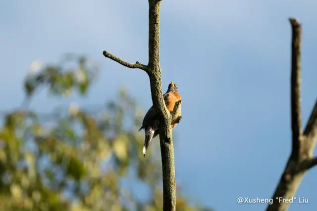 Wildlife photographed at Frick Park