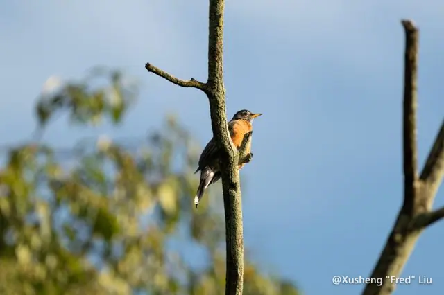 Wildlife photographed at Frick Park