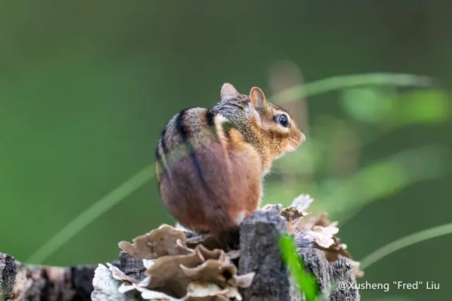 Wildlife photographed at Frick Park