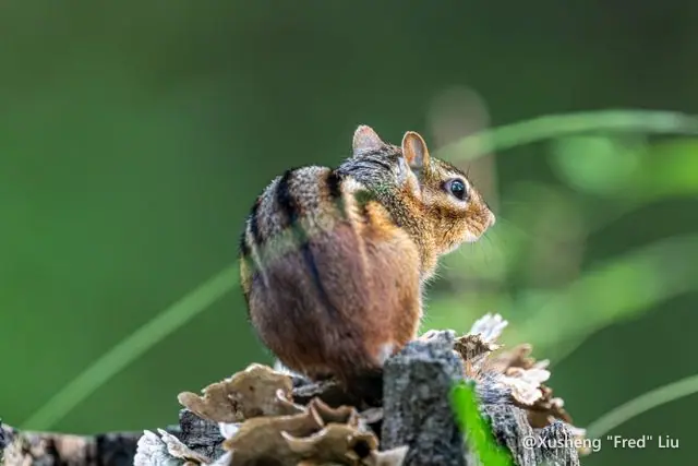 Wildlife photographed at Frick Park
