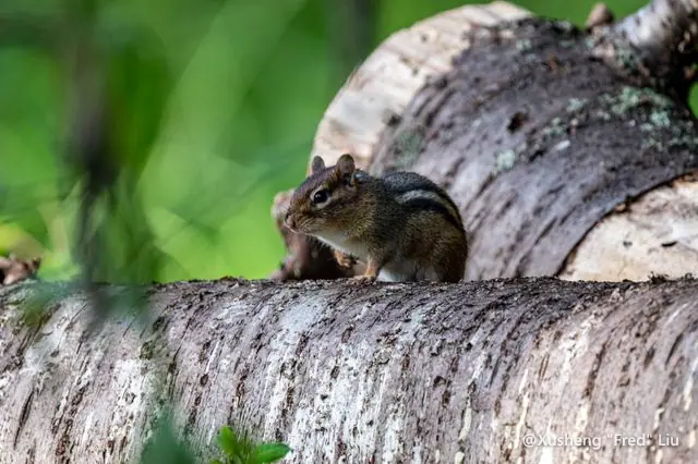 Wildlife photographed at Frick Park