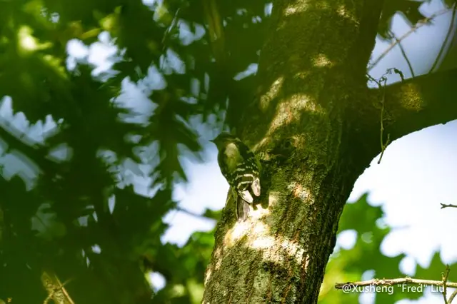 Wildlife photographed at Frick Park