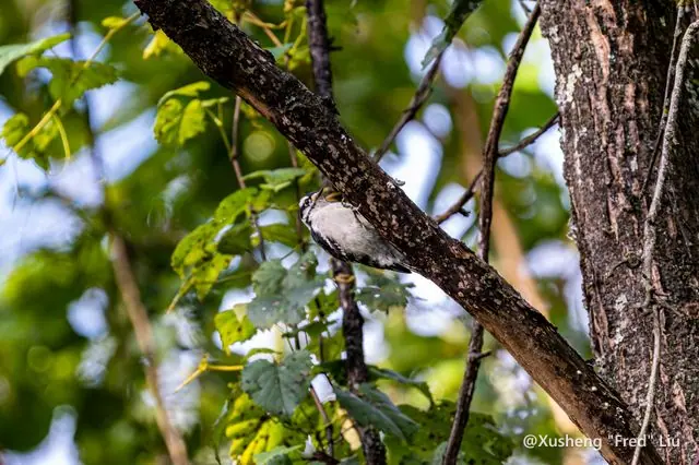 Wildlife photographed at Frick Park