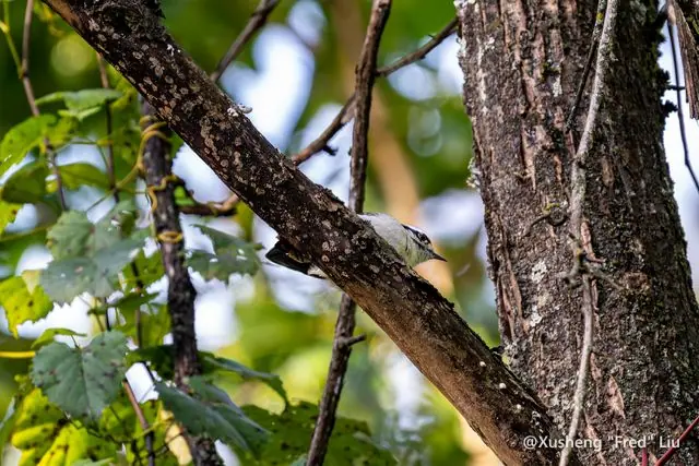 Wildlife photographed at Frick Park