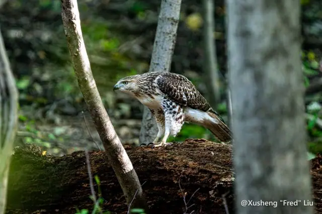 Wildlife photographed at Frick Park