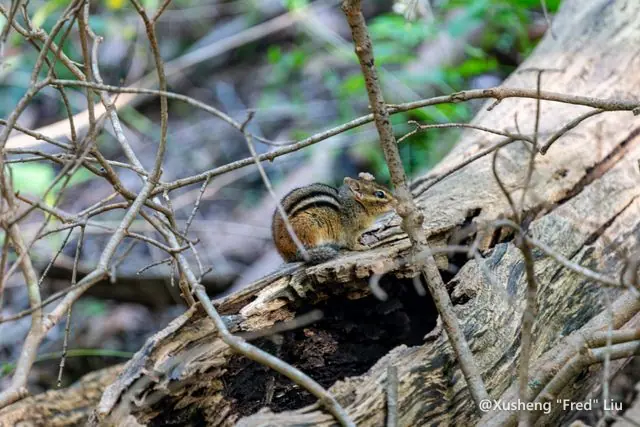 Wildlife photographed at Frick Park