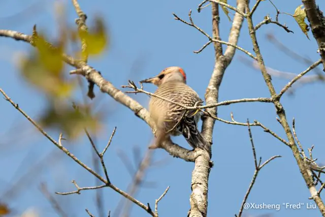 Wildlife photographed at Frick Park