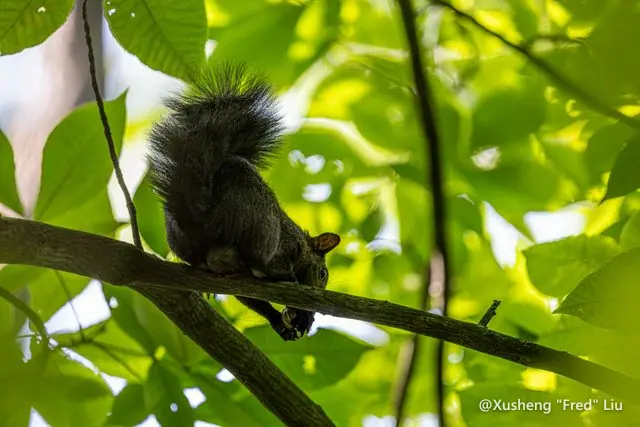 Wildlife photographed at Frick Park