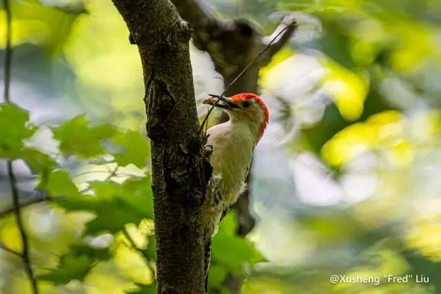 Wildlife photographed at Frick Park
