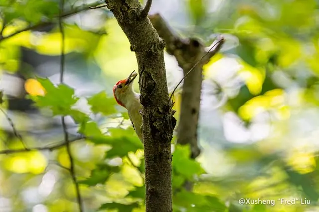 Wildlife photographed at Frick Park