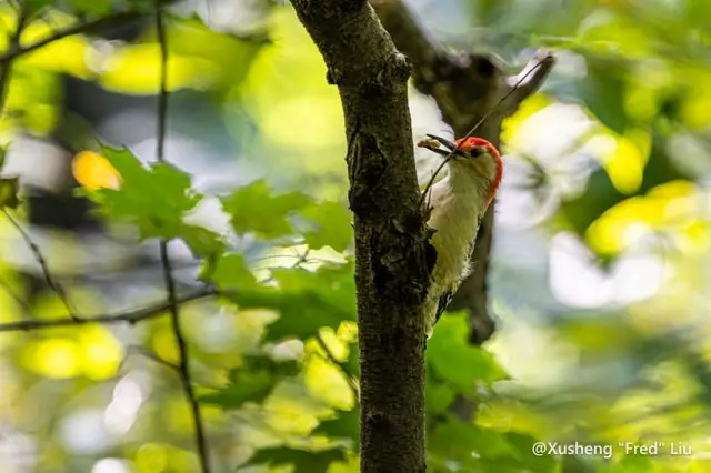 Wildlife photographed at Frick Park