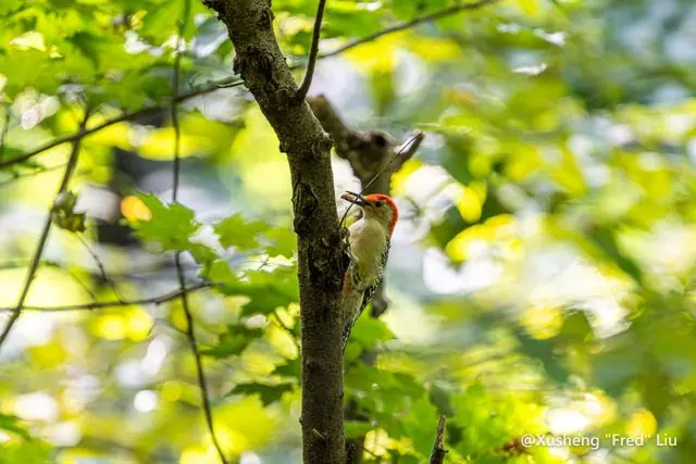 Wildlife photographed at Frick Park