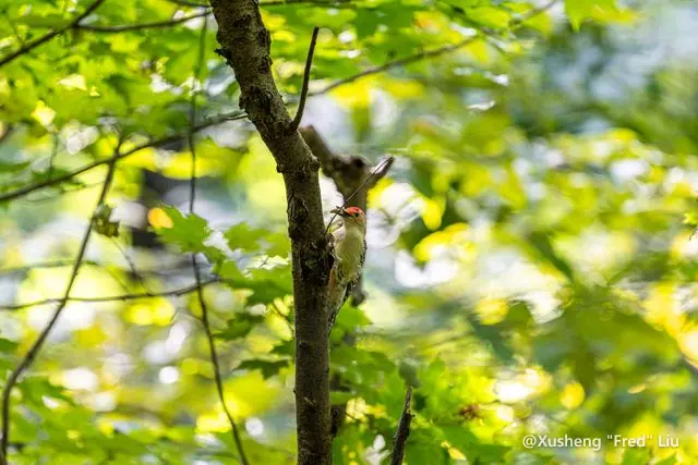Wildlife photographed at Frick Park