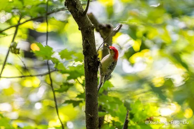 Wildlife photographed at Frick Park