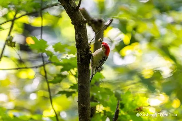 Wildlife photographed at Frick Park