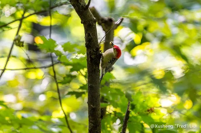 Wildlife photographed at Frick Park