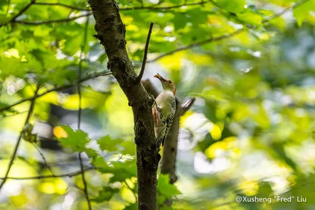 Wildlife photographed at Frick Park