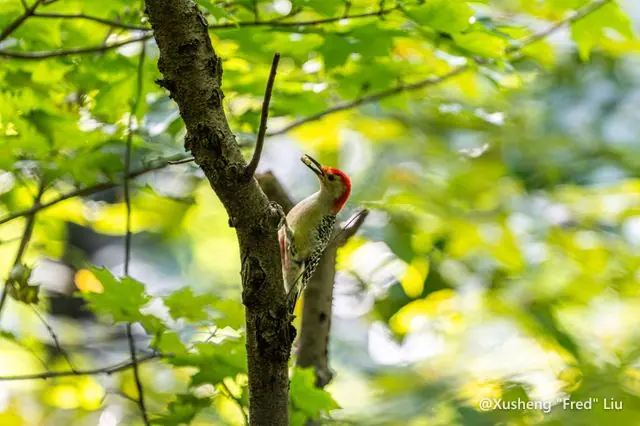Wildlife photographed at Frick Park