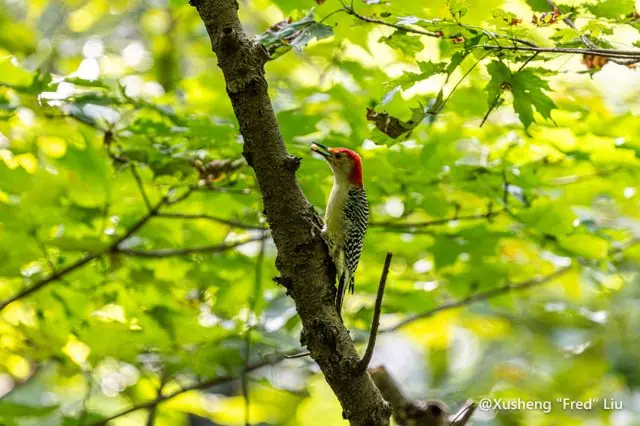 Wildlife photographed at Frick Park