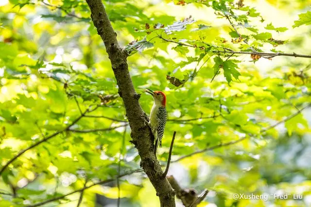 Wildlife photographed at Frick Park