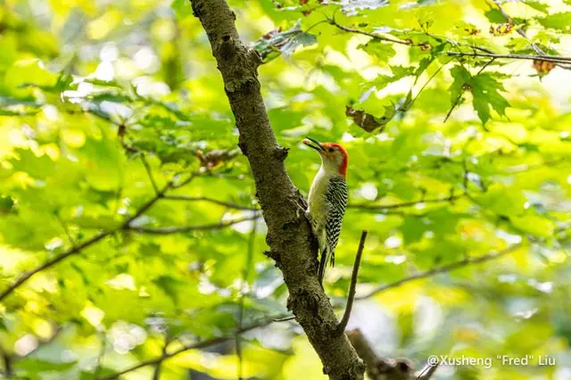 Wildlife photographed at Frick Park