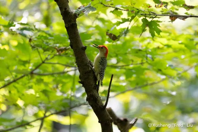 Wildlife photographed at Frick Park