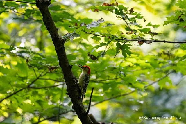 Wildlife photographed at Frick Park