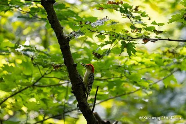 Wildlife photographed at Frick Park