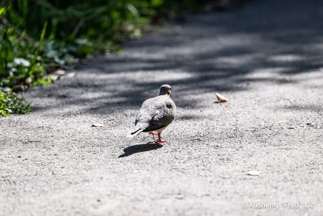 Wildlife photographed at Frick Park