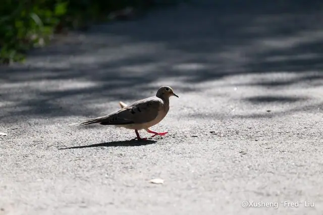 Wildlife photographed at Frick Park