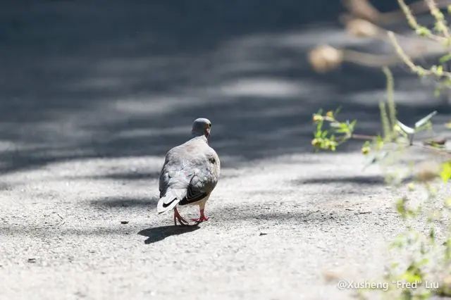 Wildlife photographed at Frick Park